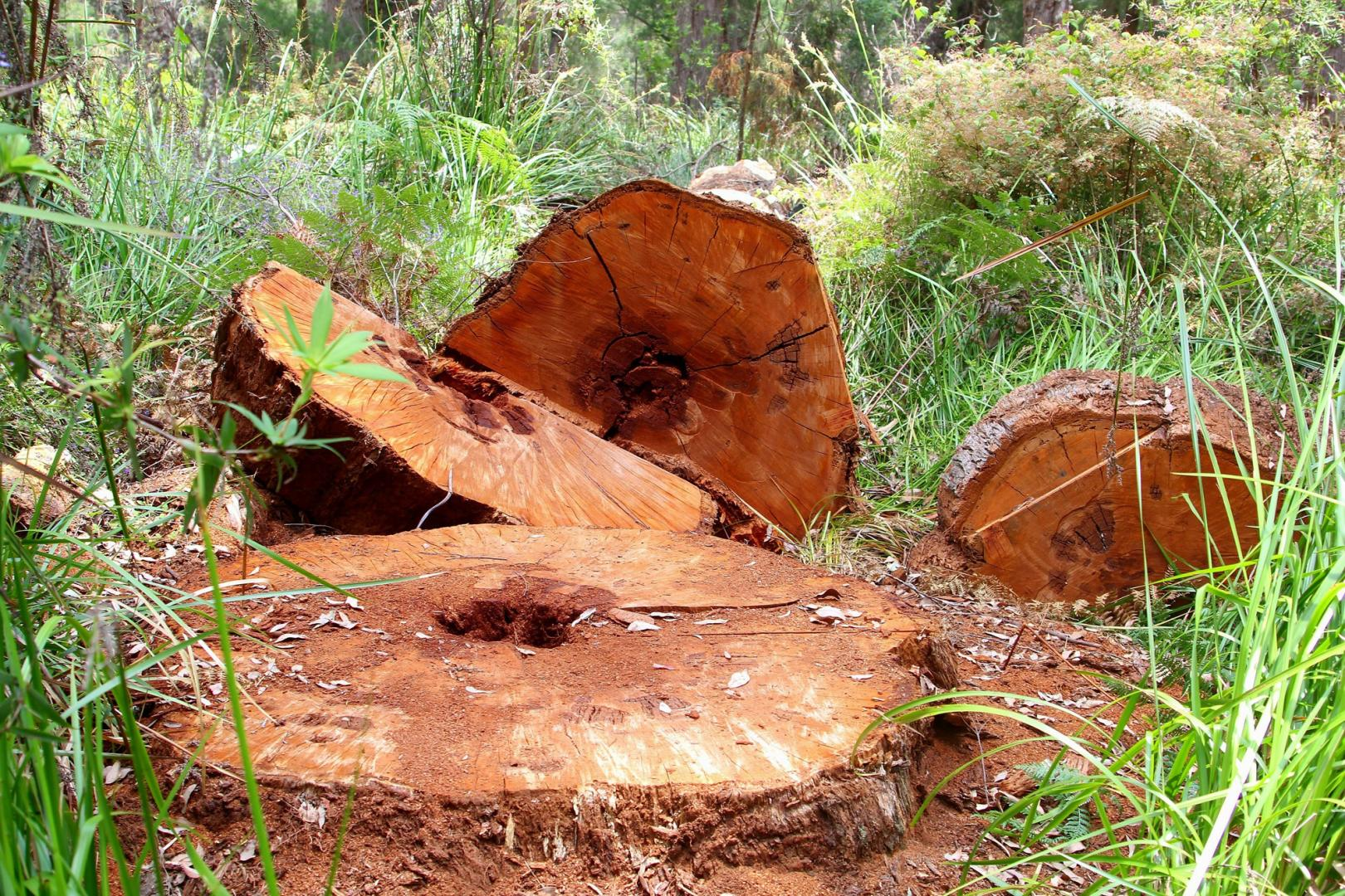 Tree stumps and freshly cut logs lie among green grass and forest plants, indicating recently felled trees in a wooded area.