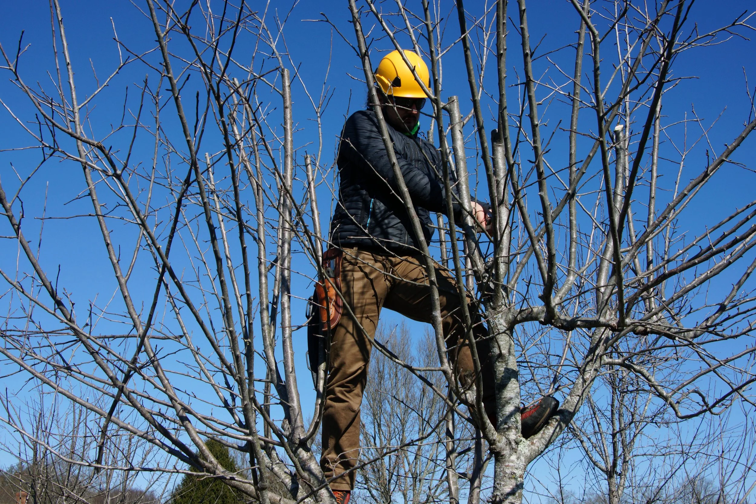A person wearing a yellow helmet and work clothes stands in a leafless tree, using a saw to prune branches under a clear blue sky.