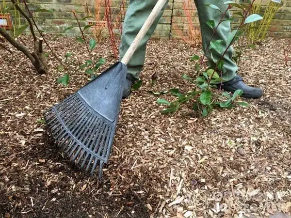A person wearing green pants and dark shoes uses a black plastic rake to spread mulch around plants in a garden with a brick wall in the background.