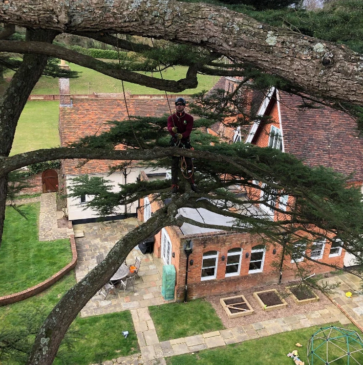 A person wearing safety gear is standing on a large tree branch high above the ground, with a house, garden, and paved paths visible below in the background.