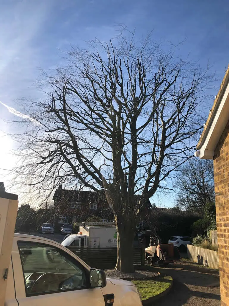 A large leafless tree stands in a front yard on a sunny day, with a white van and a brick house partially visible in the foreground. Shadows and clear blue sky are in the background.