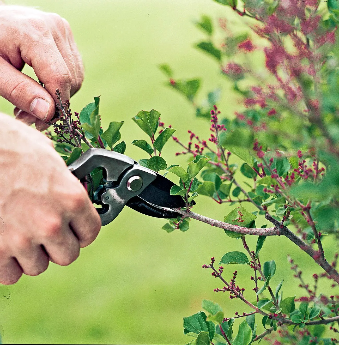 Close-up of hands using pruning shears to trim a branch from a leafy green shrub with small reddish buds, set against a blurred green background.