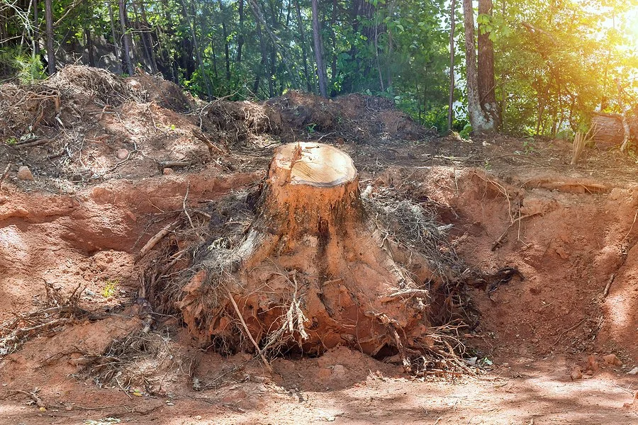 A large tree stump with exposed roots sits in a cleared, earthy area near the edge of a forest, with sunlight streaming through green foliage in the background.